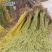 垂柳黄金柳竹柳小苗高度80-100公分包邮1元一颗