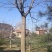 国槐2~3米14~16cm12~15cm