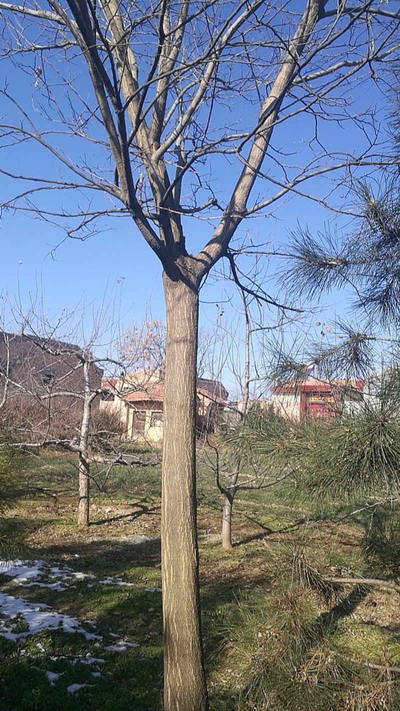 国槐2~3米14~16cm12~15cm