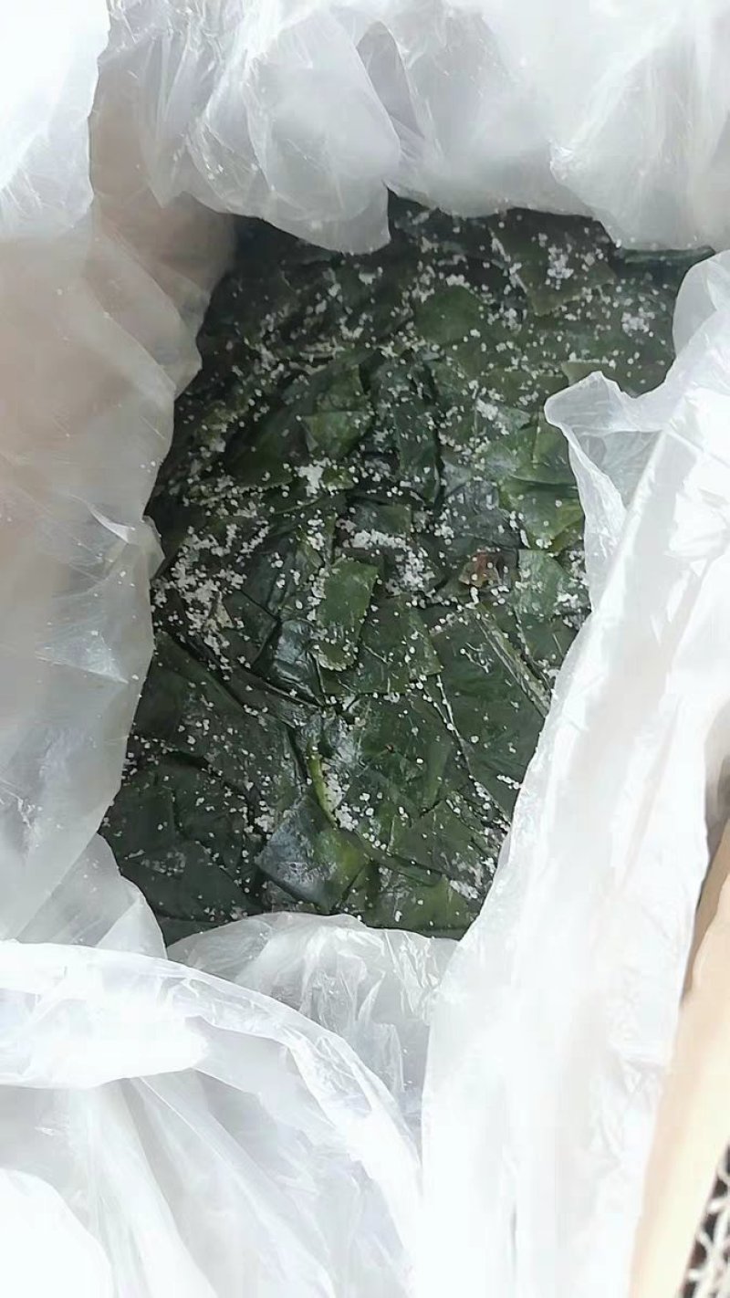 农户直供半干海带结5斤装包邮