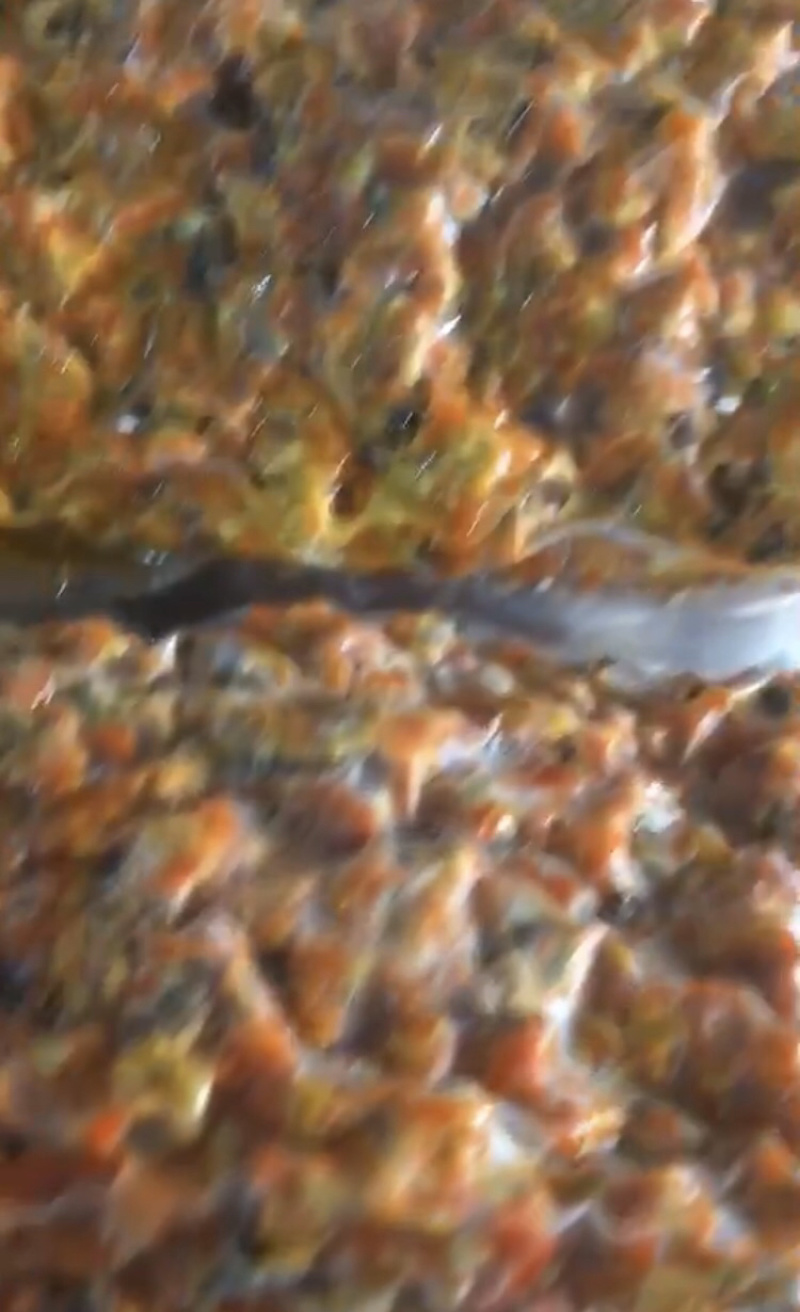 活蟹纯黄（没有水份）