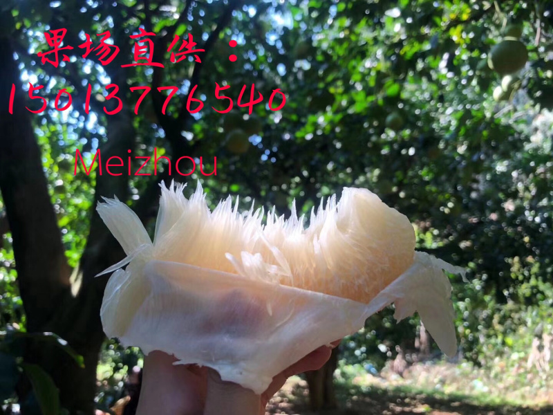 沙田柚，梅州梅县金柚