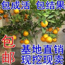 【包成活】嫁接橘子苗南方室外种植果树苗北方地栽砂糖橘苗水
