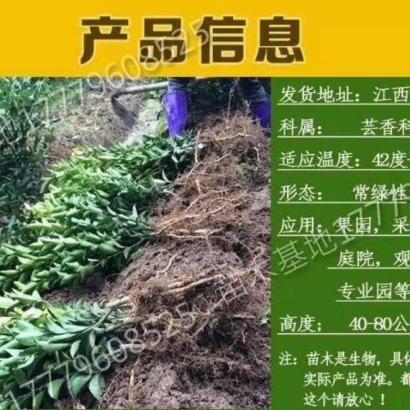 【包成活】嫁接橘子苗南方室外种植果树苗北方地栽砂糖橘苗水