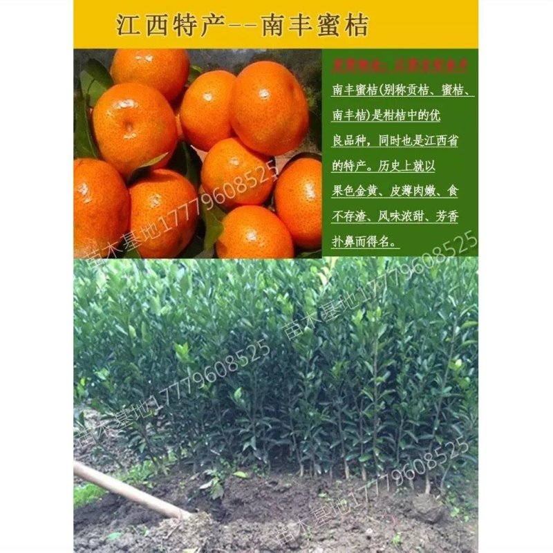 【包成活】嫁接橘子苗南方室外种植果树苗北方地栽砂糖橘苗水