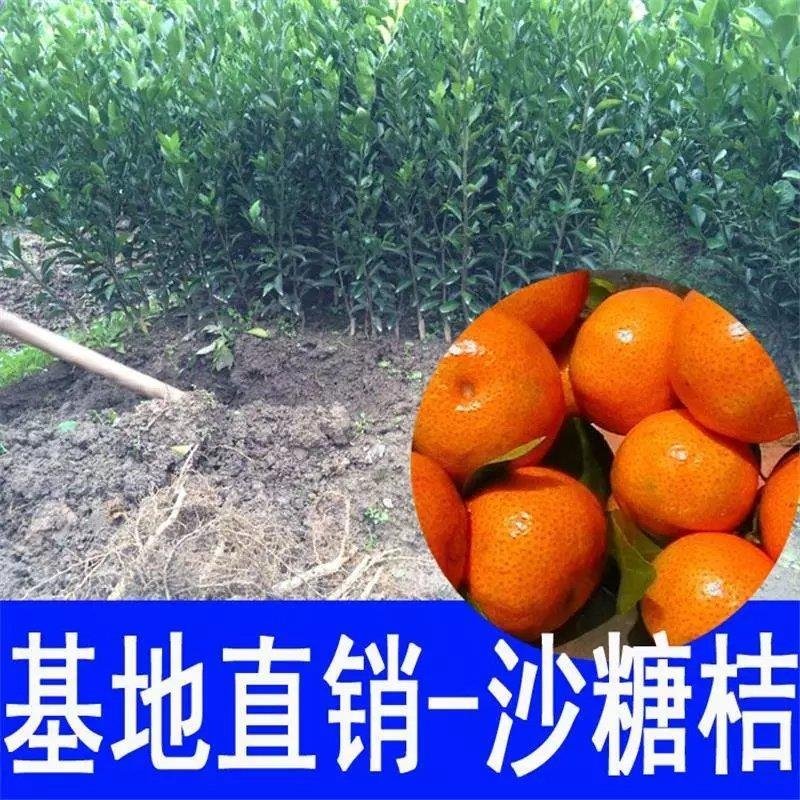 【包成活】嫁接橘子苗南方室外种植果树苗北方地栽砂糖橘苗水