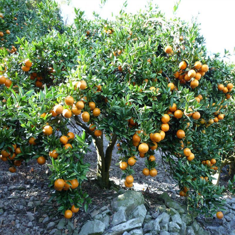 【包成活】嫁接橘子苗南方室外种植果树苗北方地栽砂糖橘苗水