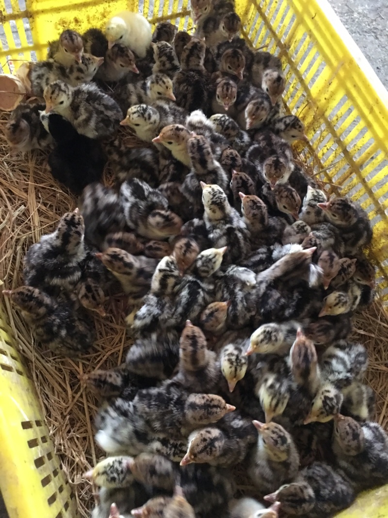 青铜火鸡贝蒂娜火鸡出壳苗