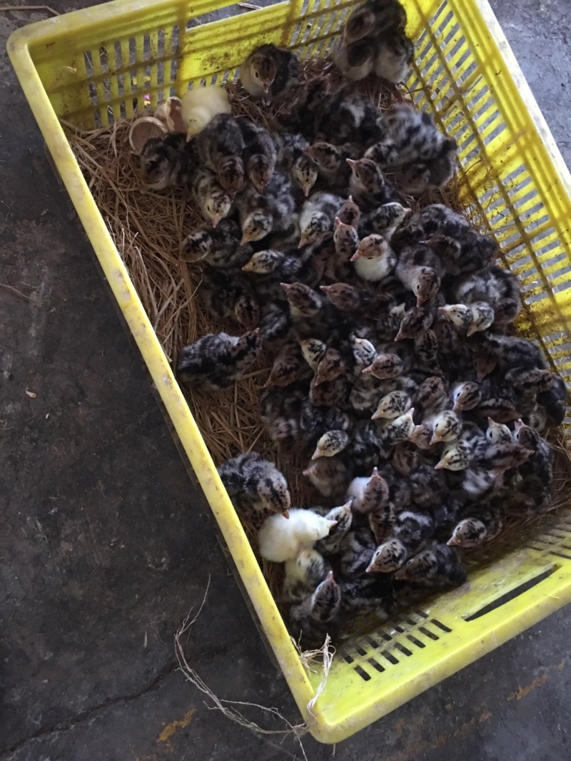 青铜火鸡贝蒂娜火鸡出壳苗
