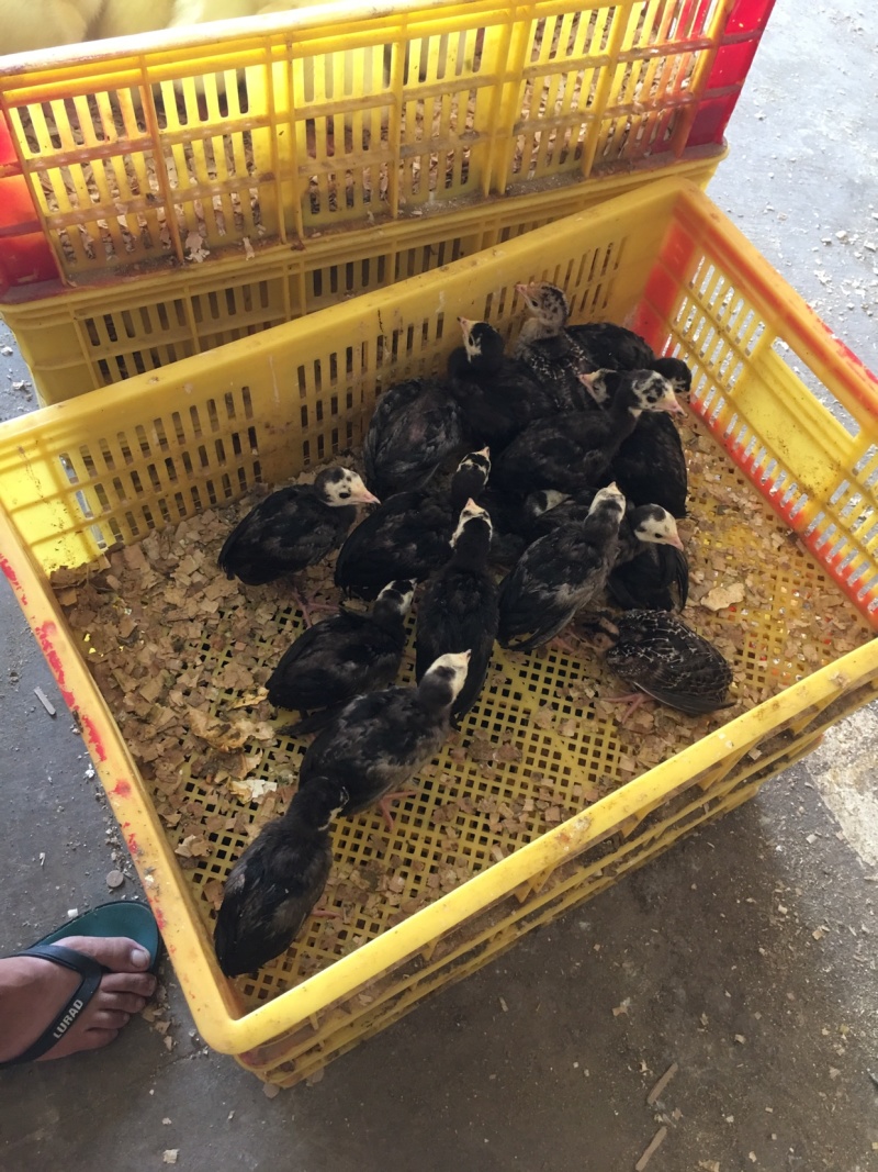青铜火鸡贝蒂娜火鸡出壳苗