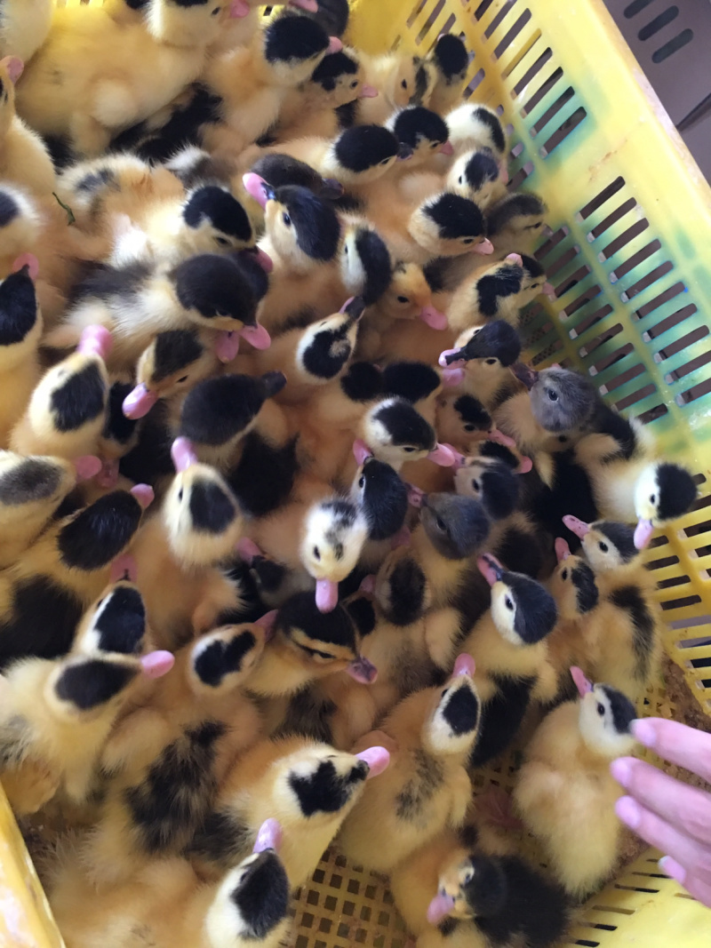 大种肉鸭M-18一点头出壳苗