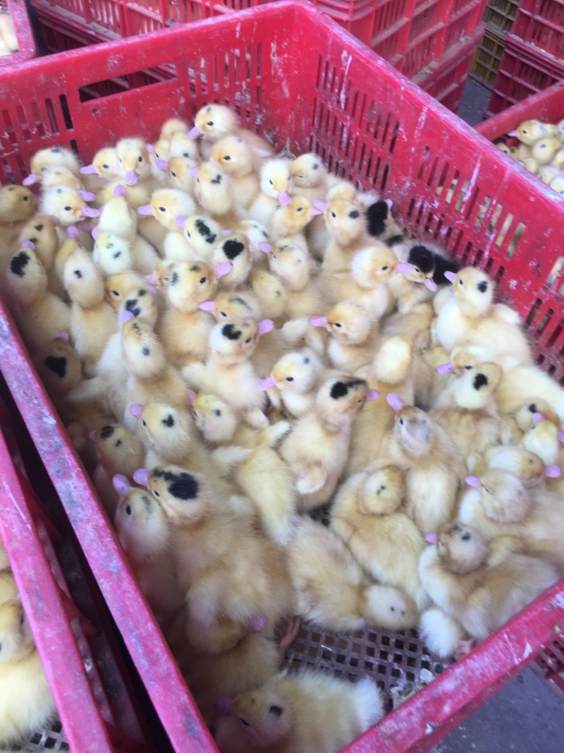 大种肉鸭M-18一点头出壳苗