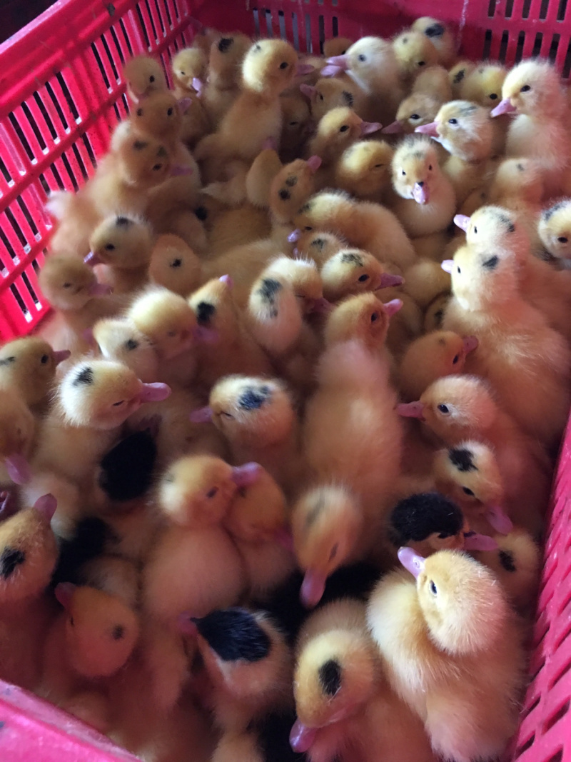 大种肉鸭M-18一点头出壳苗