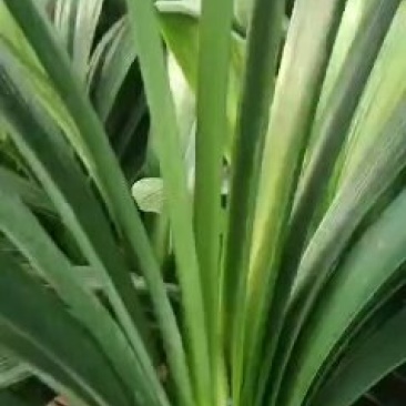 兰馨卉舍君子兰养殖基地大量批发带箭包的君子兰花