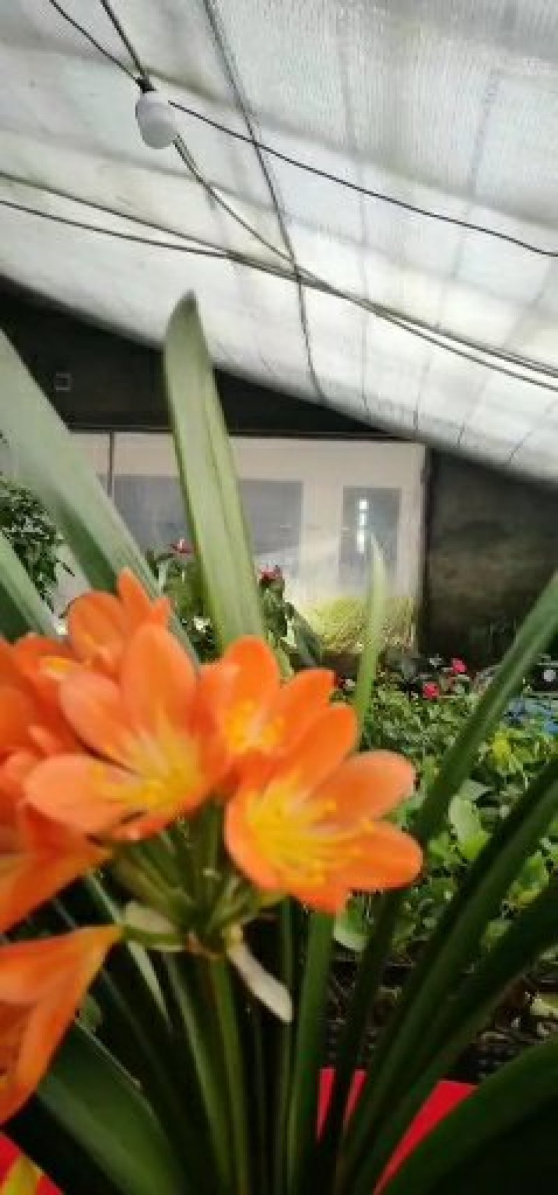 兰馨卉舍君子兰养殖基地大量批发带箭包的君子兰花
