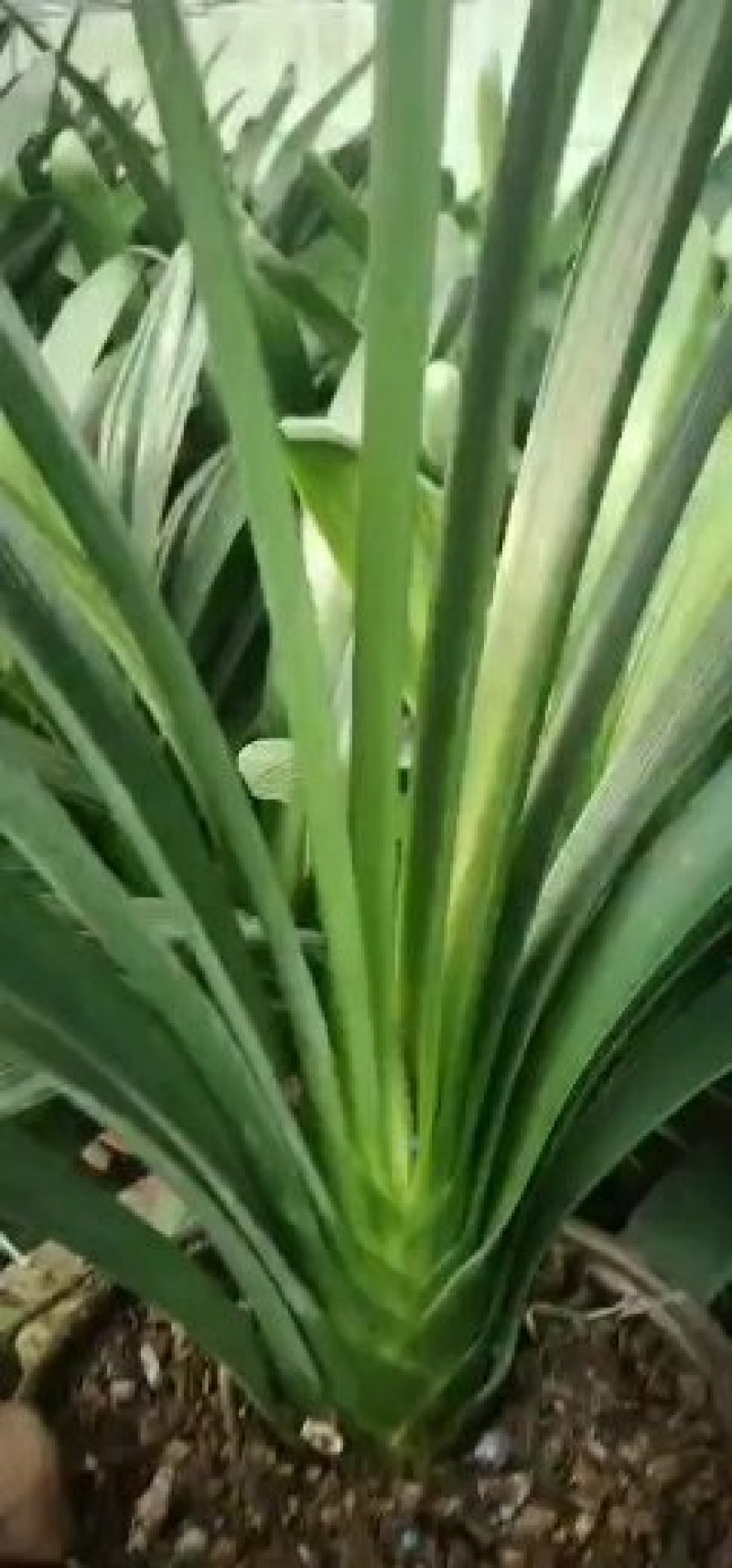 兰馨卉舍君子兰养殖基地大量批发带箭包的君子兰花