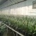 兰馨卉舍君子兰养殖基地大量批发带箭包的君子兰花