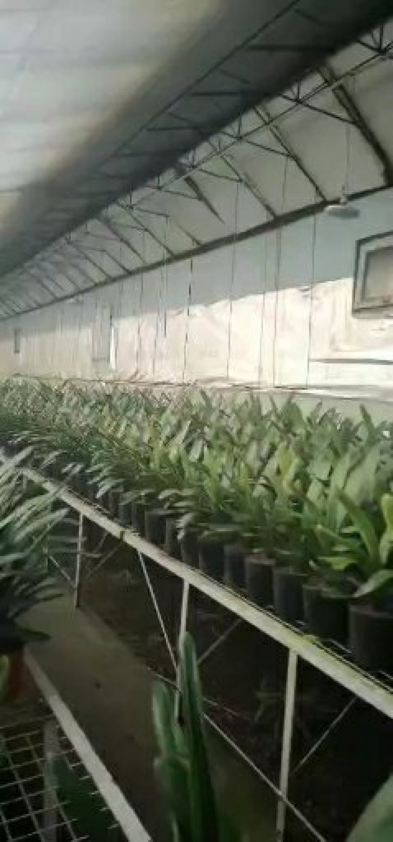 兰馨卉舍君子兰养殖基地大量批发带箭包的君子兰花