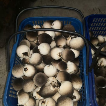 草菇
