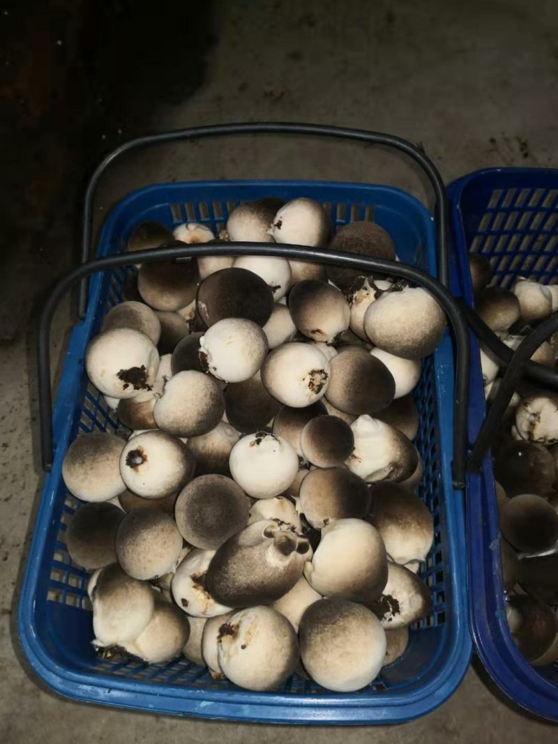 草菇