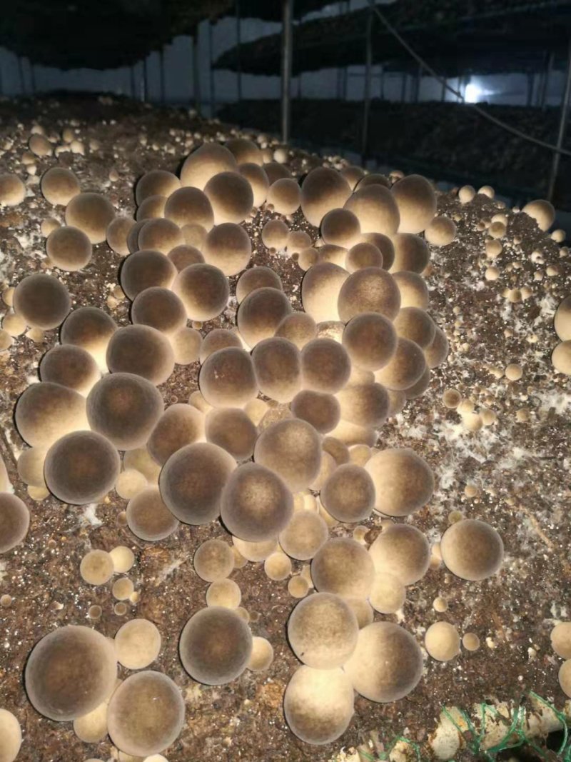 草菇