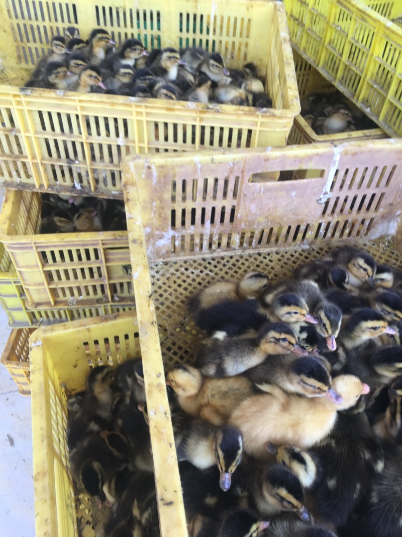 正宗大种麻鸭郊区杂交鸭出壳苗
