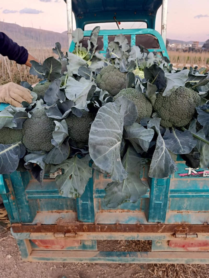 西兰花耐寒优秀西兰花产地直销【一手货源】量大价优