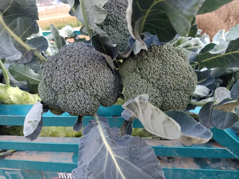 西兰花耐寒优秀西兰花产地直销【一手货源】量大价优