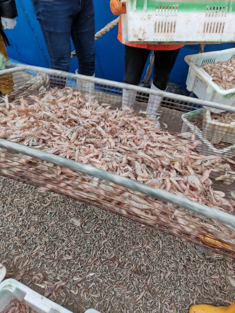 新鲜鹰爪虾