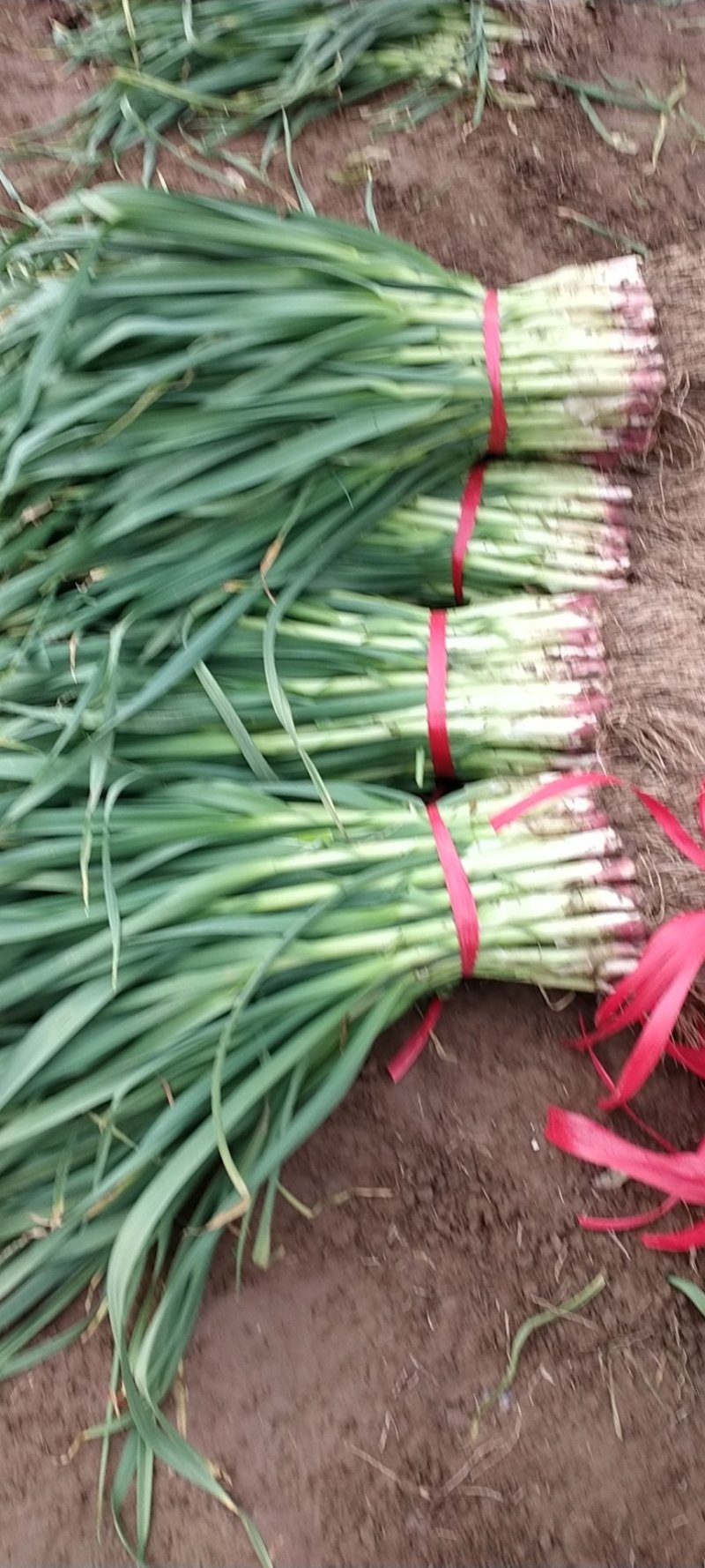 红根蒜苗自产自销品质保证可实地考察看货