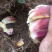 野生药百合，药食同源苦味，药用价值高，煲汤。