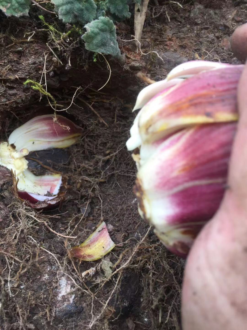 野生药百合，药食同源苦味，药用价值高，煲汤。