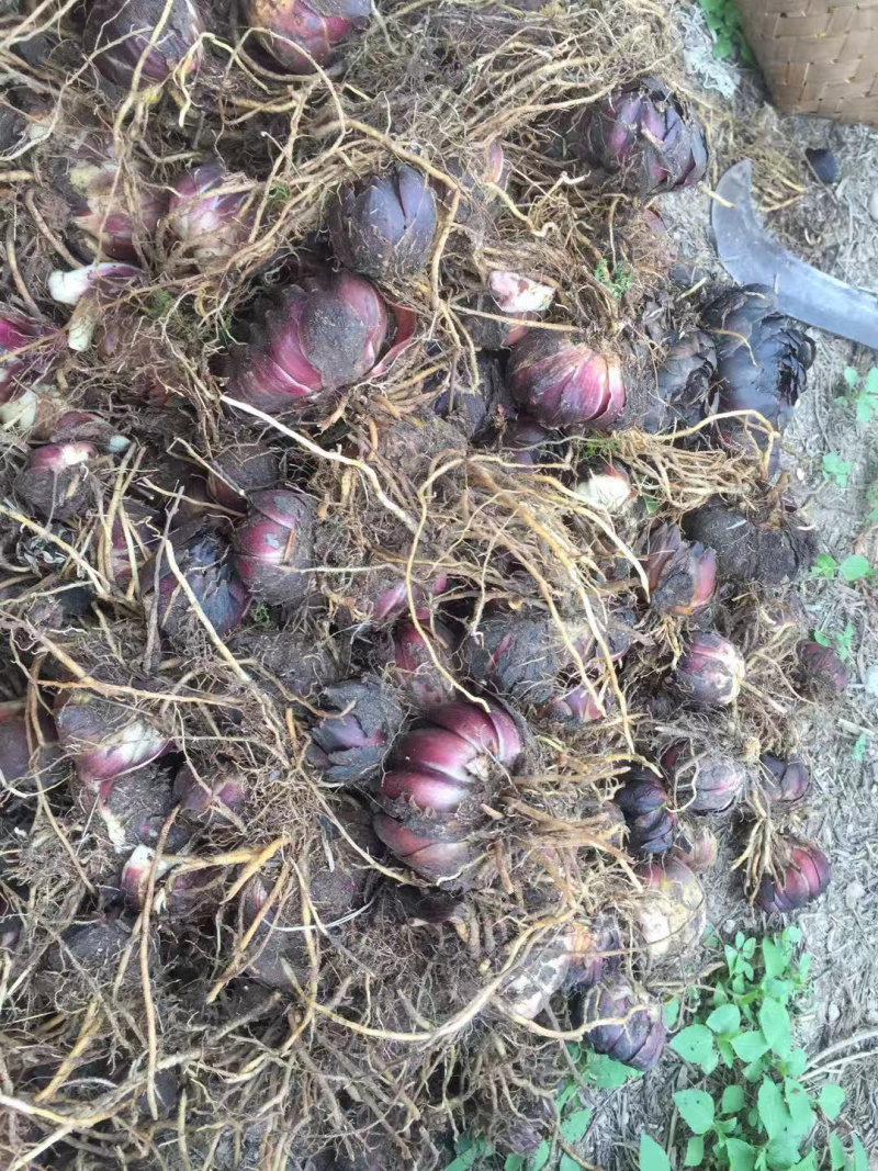 野生药百合，药食同源苦味，药用价值高，煲汤。