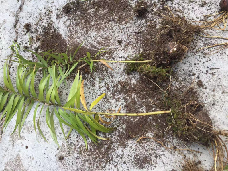 野生药百合，药食同源苦味，药用价值高，煲汤。