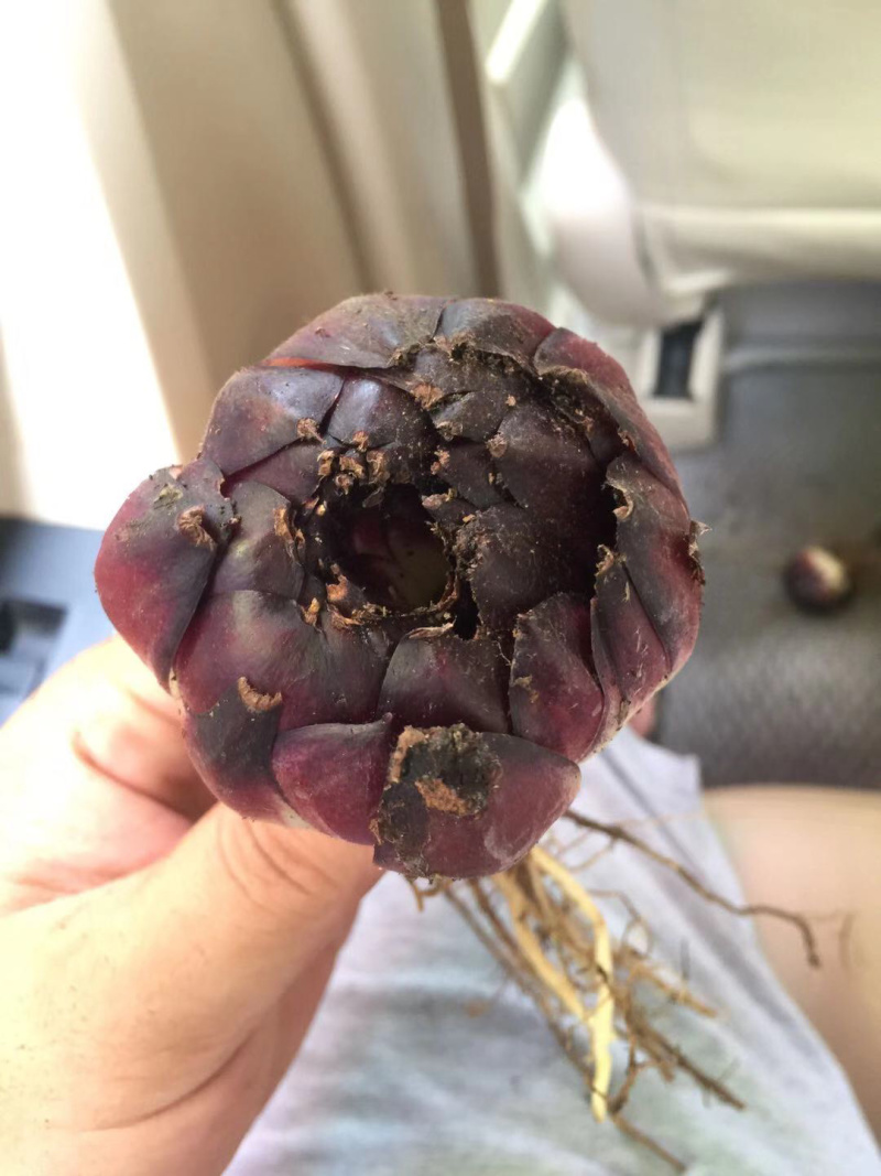 野生药百合，药食同源苦味，药用价值高，煲汤。