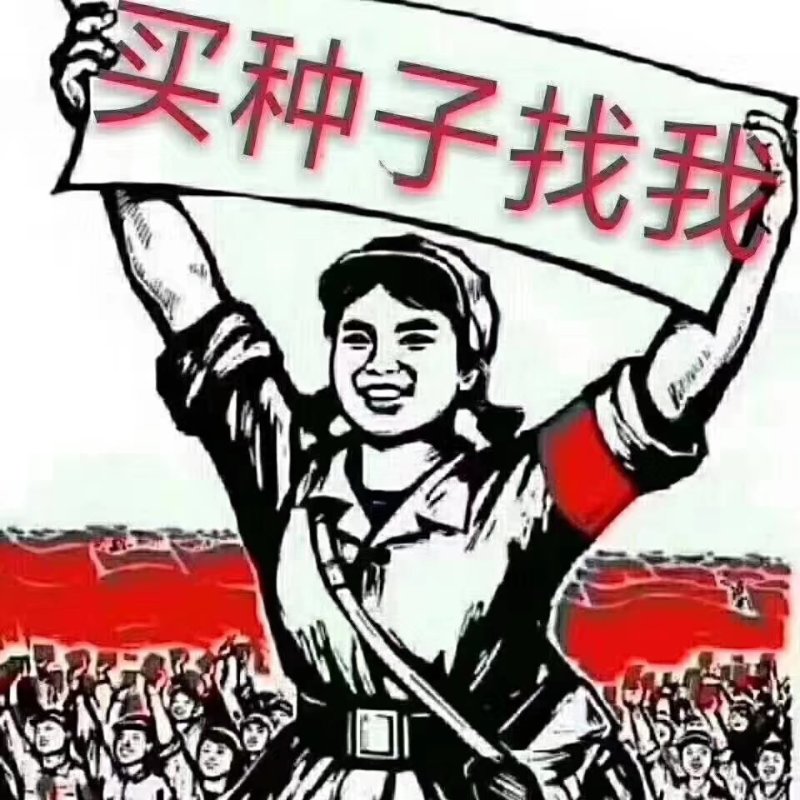 改良丹参苗，颜色正，高产，质量保证，，。