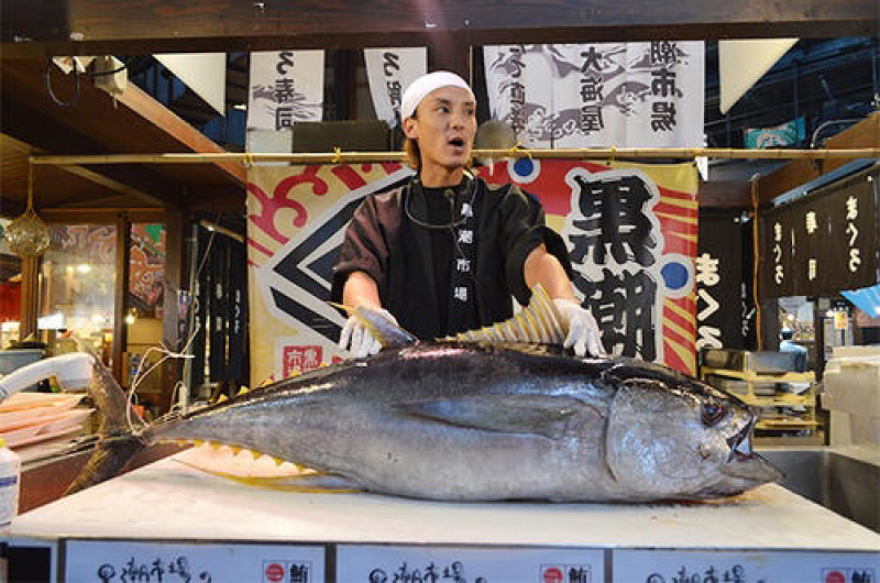 日本黑潮蓝鳍金枪鱼