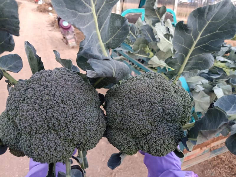 西兰花云南西兰花优质货量大产地直销【一手货源】价优