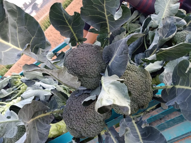 西兰花云南西兰花优质货量大产地直销【一手货源】价优