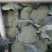 西兰花云南西兰花优质货量大产地直销【一手货源】价优