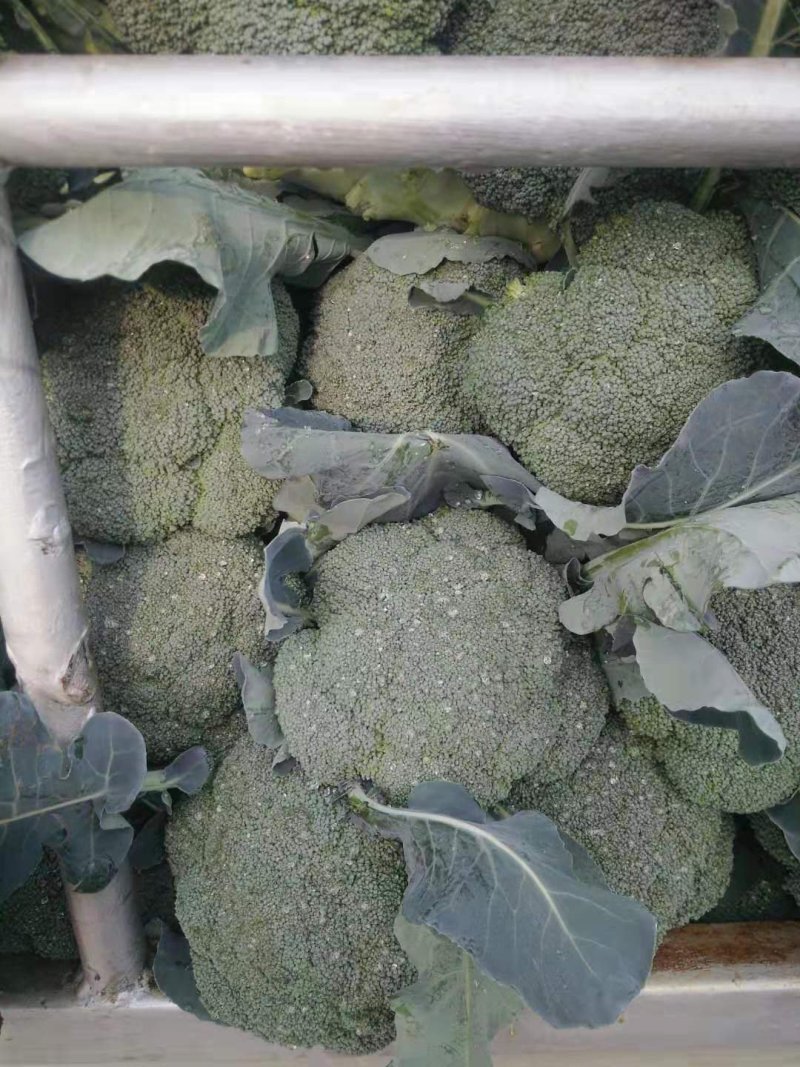 西兰花云南西兰花优质货量大产地直销【一手货源】价优