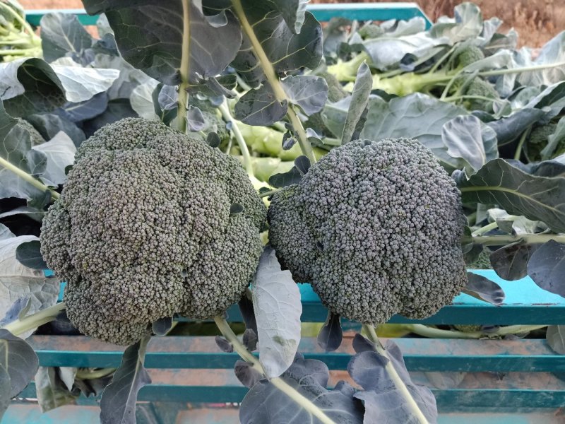 西兰花云南西兰花优质货量大产地直销【一手货源】价优