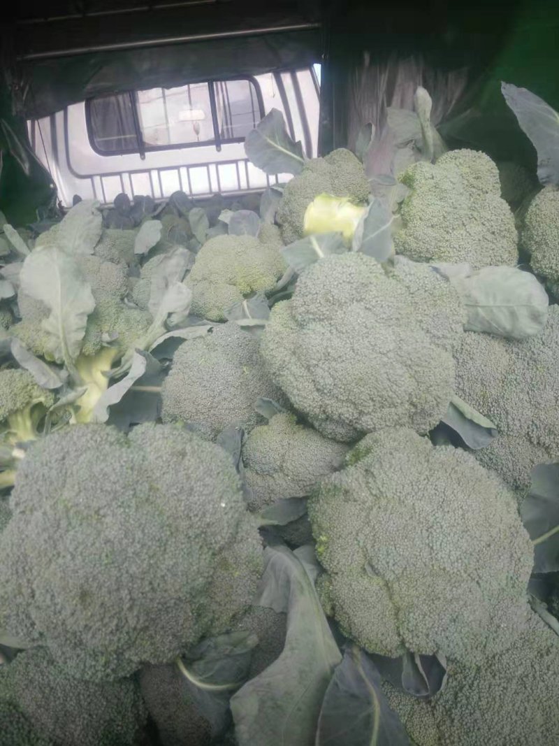 西兰花云南西兰花优质货量大产地直销【一手货源】价优