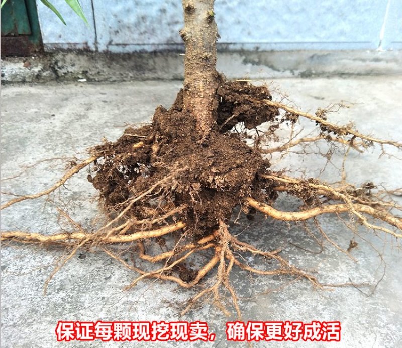 【有好货】大早红油桃苗/基地直供/优质嫁接苗