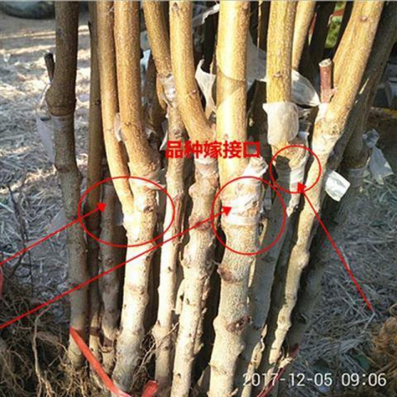 【有好货】大早红油桃苗/基地直供/优质嫁接苗