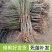 【有好货】大早红油桃苗/基地直供/优质嫁接苗