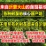 【有好货】大早红油桃苗/基地直供/优质嫁接苗