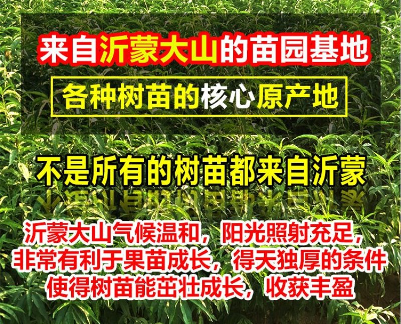 【有好货】大早红油桃苗/基地直供/优质嫁接苗