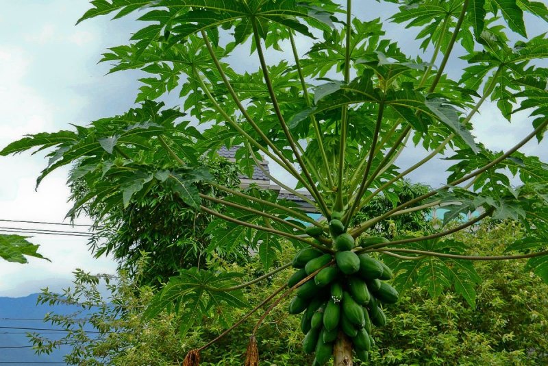 海南红心木瓜，牛奶木瓜，树上熟红土地栽培