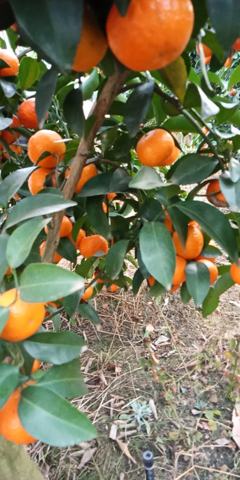 荔浦精品砂糖橘